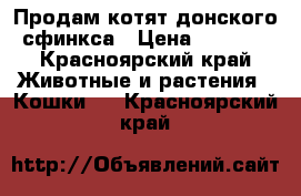 Продам котят донского сфинкса › Цена ­ 2 500 - Красноярский край Животные и растения » Кошки   . Красноярский край